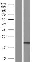 TMEM140 Protein (Over-Expression Lysate Myc-DDK (Flag))