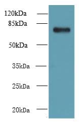 NHLRC2 Antibody