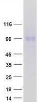 Human GPC5 / Glypican 5 Protein (Recombinant Myc-DDK (Flag))