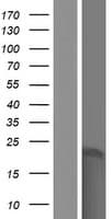 SPANXB2 Protein (Over-Expression Lysate Myc-DDK (Flag))