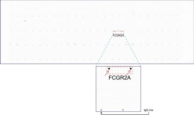 CD32A Antibody (clone UMAB59, Carrier-free)