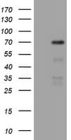 NUMB Antibody (aa1-365, clone OTI3E5)