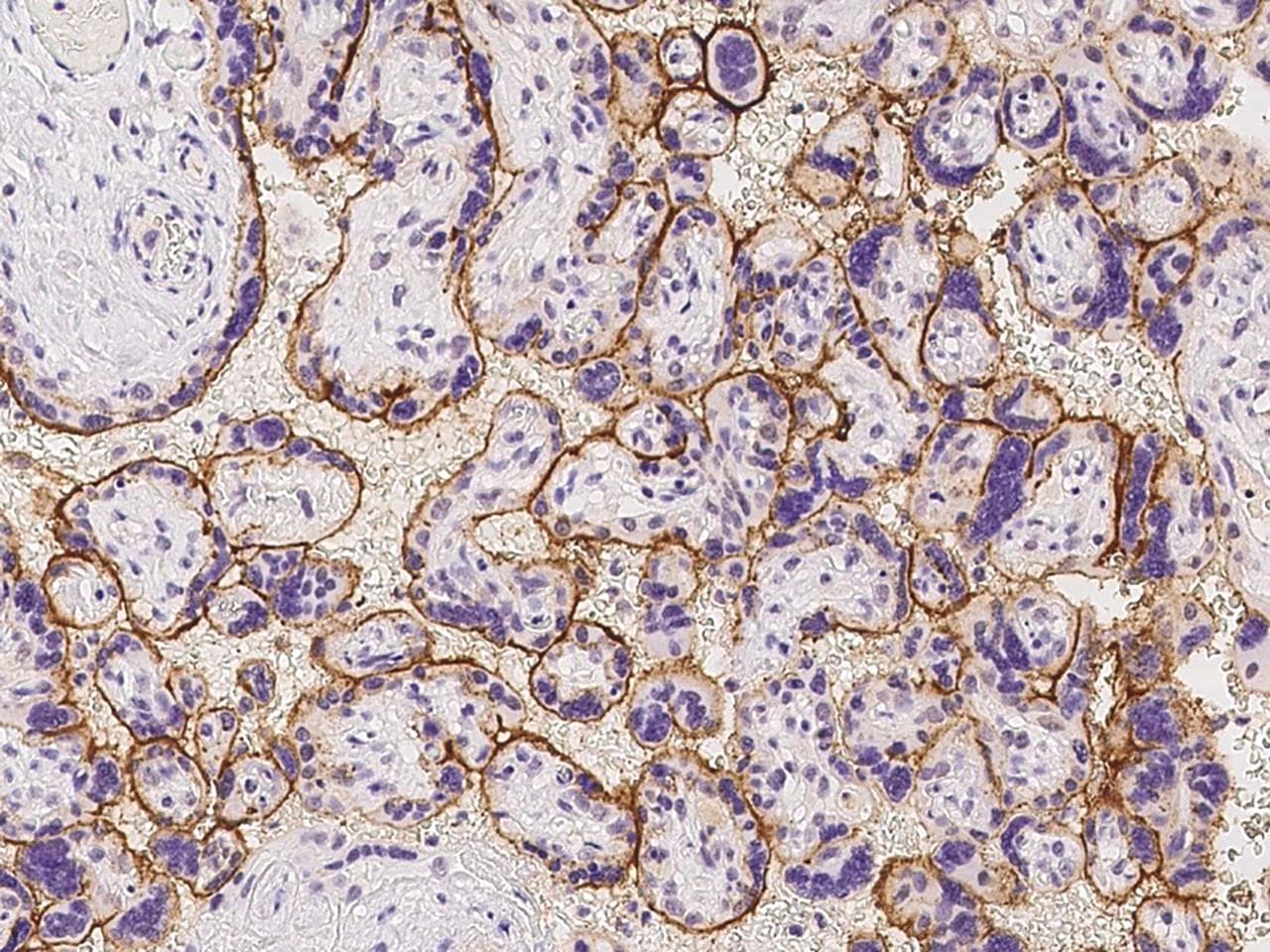 KIAA0355 Antibody