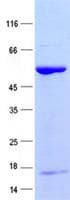 Human TRIM72 / MG53 Protein (Recombinant)