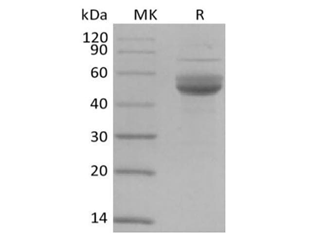Human CD3E Protein (Recombinant Fc-AVI, C-terminus)
