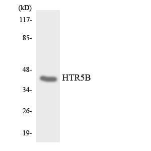 Htr5b Antibody (aa251-300)