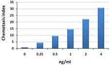 Human CCL4 / MIP-1 Beta Protein (Recombinant)