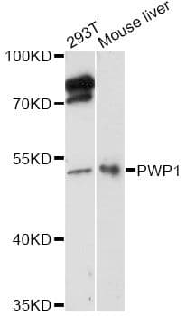 IEF-SSP-9502 / PWP1 Antibody