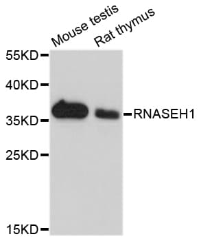 Polyclonal Rabbit anti-Human RNASEH1 Antibody (WB)