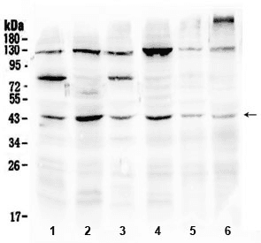 Osteonectin / SPARC Antibody