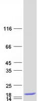 Human LGALS2 / Galectin 2 Protein (Recombinant Myc-DDK (Flag))