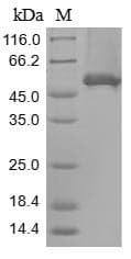 Human BAG6 / G3 / Scythe Protein (Recombinant 10His, N-terminus + Myc, C-terminus)