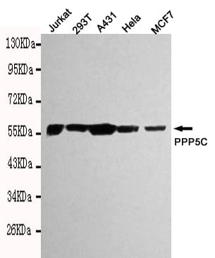 PPP5C Antibody