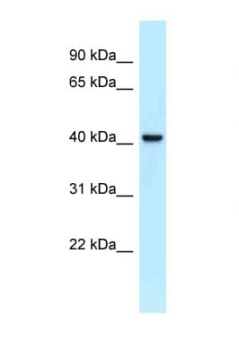 EFCBP2 / NECAB2 Antibody (aa242-291)