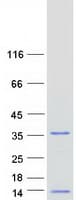 Human MRPL36 Protein (Recombinant Myc-DDK (Flag))