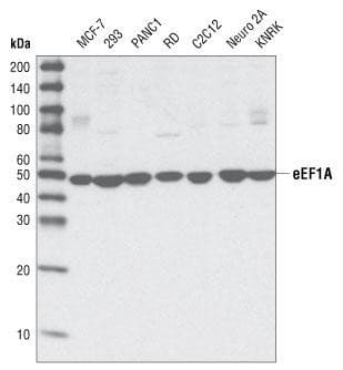 EEF1A1 Antibody