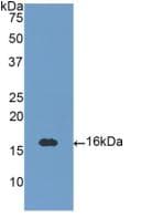 NTF3 / Neurotrophin 3 Antibody (aa130-255)