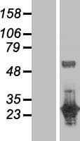 Human DUSP27 Protein (Over-Expression Lysate Myc-DDK (Flag))