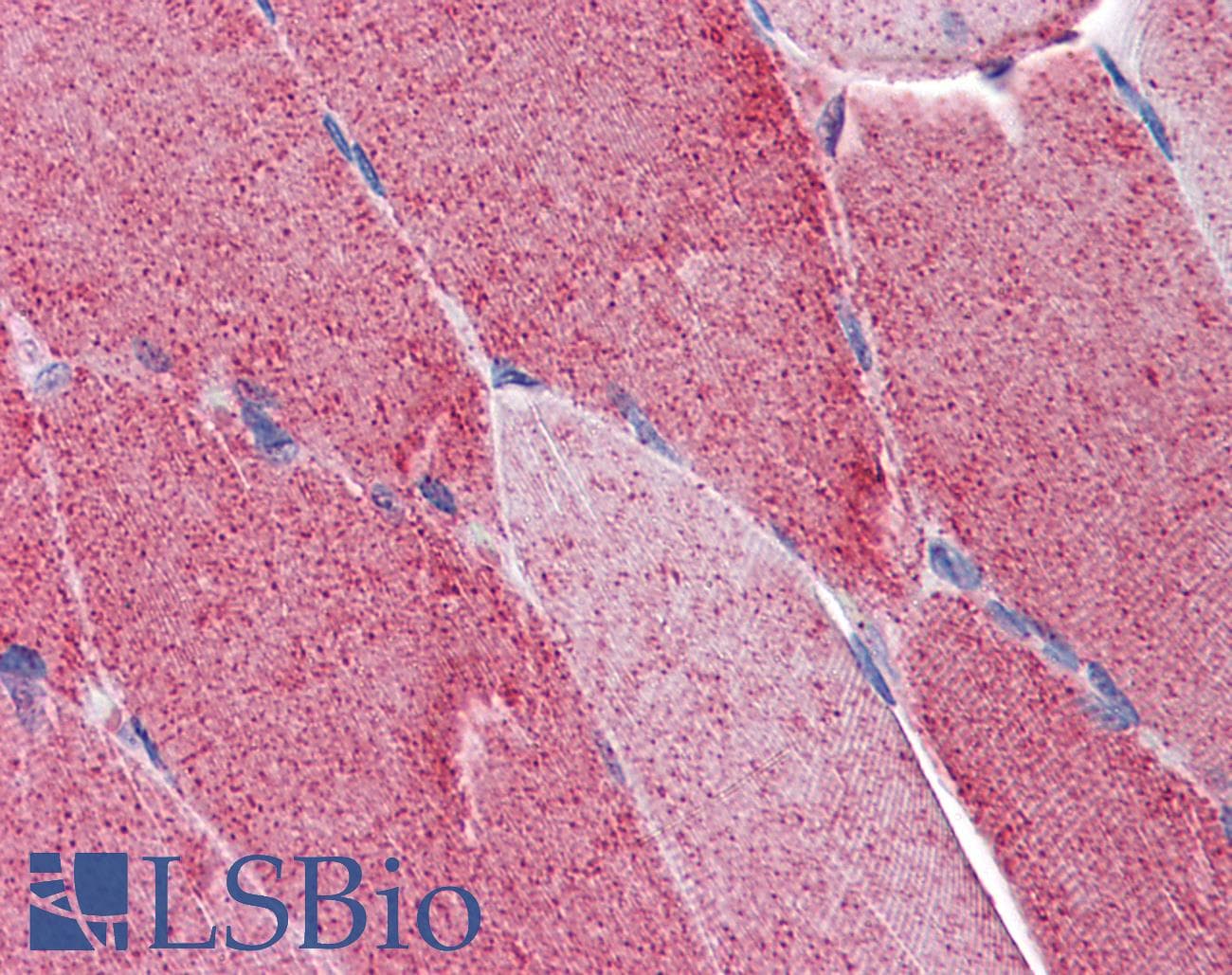 IHC-plus™ FAM50A Antibody (clone 5F10)