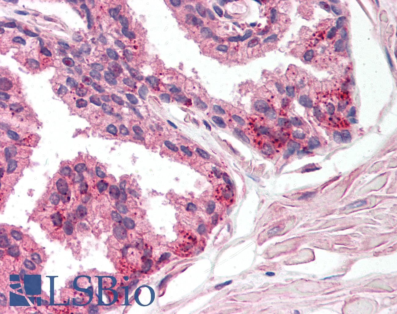 IHC-plus™ Polyclonal Rabbit anti-Bovine PGIS / PTGIS Antibody (aa299-329, IHC, WB)