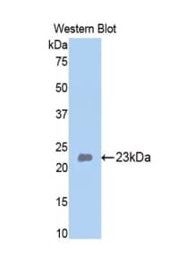 BMP4 Antibody (aa209-392, Cy3)