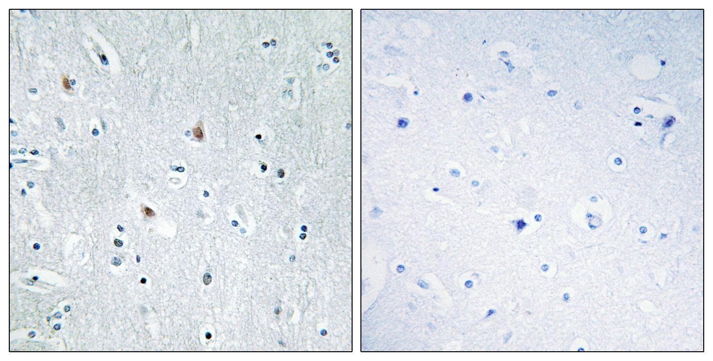 SOX12 Antibody