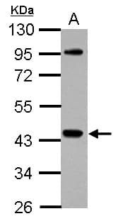 NCK1 / NCK Antibody