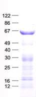 Human PRODH Protein (Recombinant His, N-Terminal)