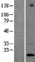 NLGN1 / Neuroligin 1 Protein (Over-Expression Lysate Myc-DDK (Flag))