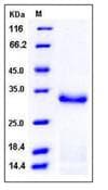 Mouse PRSS2 / Trypsin 2 Protein (Recombinant His,C-terminus)