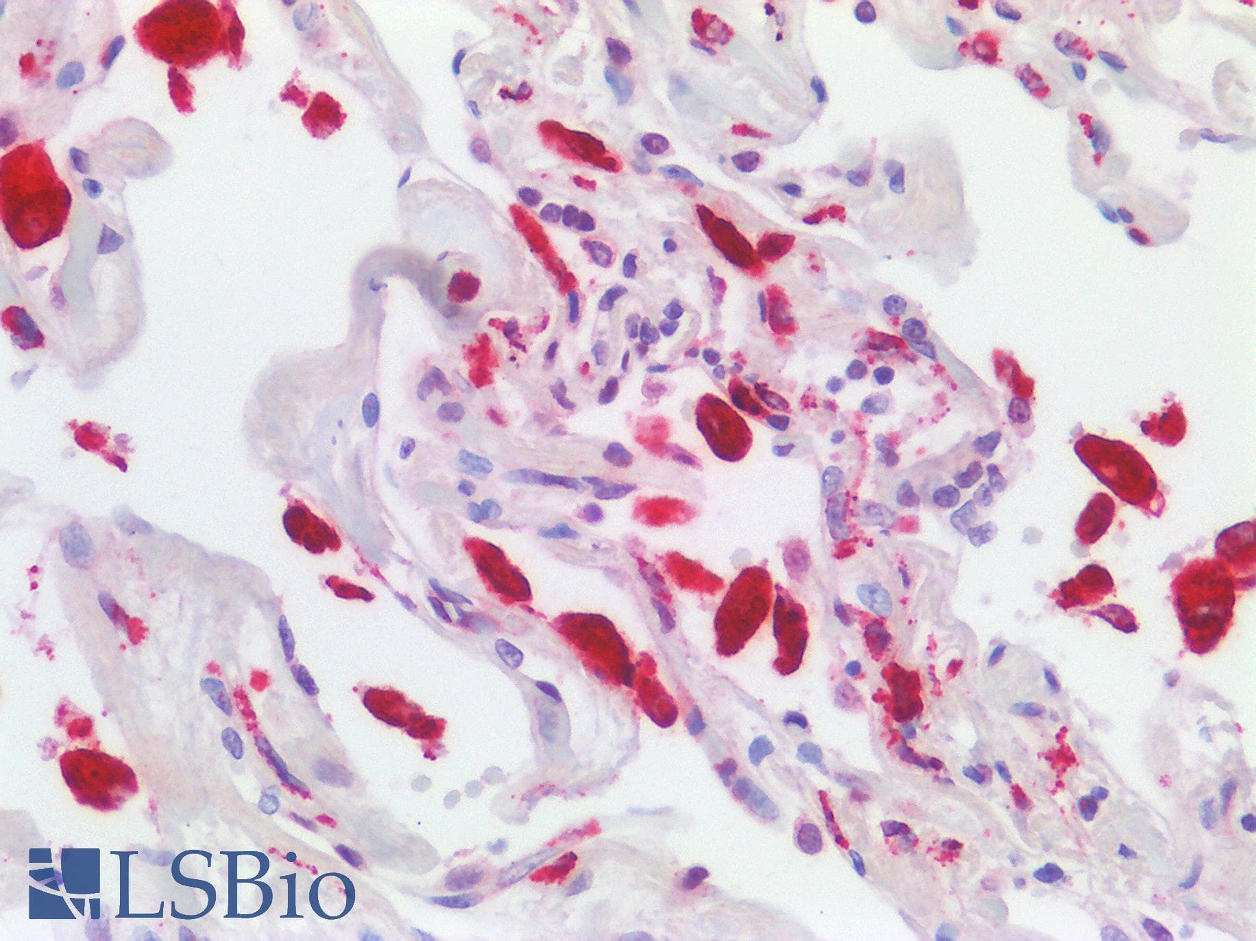 IHC-plus™ CD68 Antibody (clone C68/684, Azide-free, BSA-free)