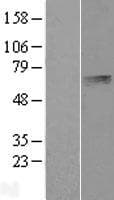 Human PLTP Protein (Over-Expression Lysate Myc-DDK (Flag))