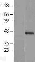 CIART / C1orf51 Protein (Over-Expression Lysate Myc-DDK (Flag))