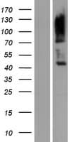 LY9 / CD229 Protein (Over-Expression Lysate Myc-DDK (Flag))