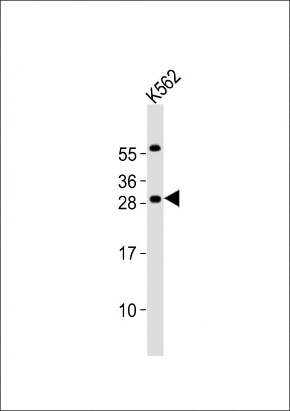 Polyclonal Rabbit anti-Human NSPC1 / PCGF1 Antibody (aa132-167, WB)