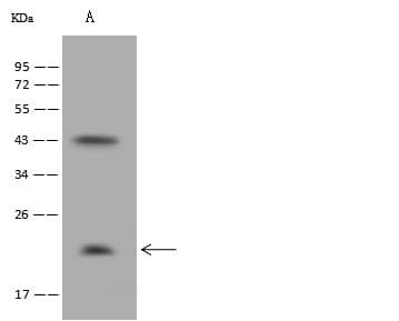 Polyclonal Rabbit anti-Mouse BAX Antibody (Preservative Free, WB)