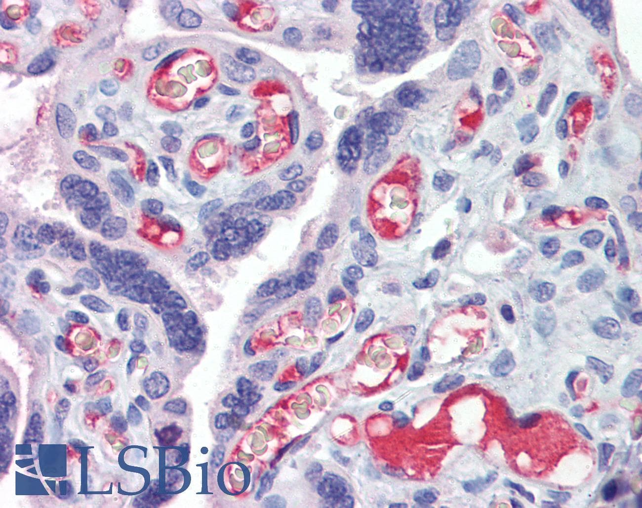 IHC-plus™ HMOX1 / HO-1 Antibody