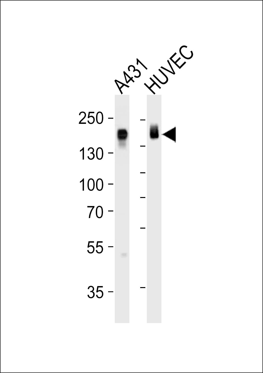EGFR Antibody (aa259-287)
