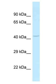 SLC35C2 Antibody (aa234-283)