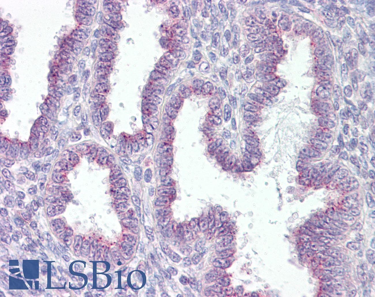 IHC-plus™ RER1 Antibody (aa179-192)