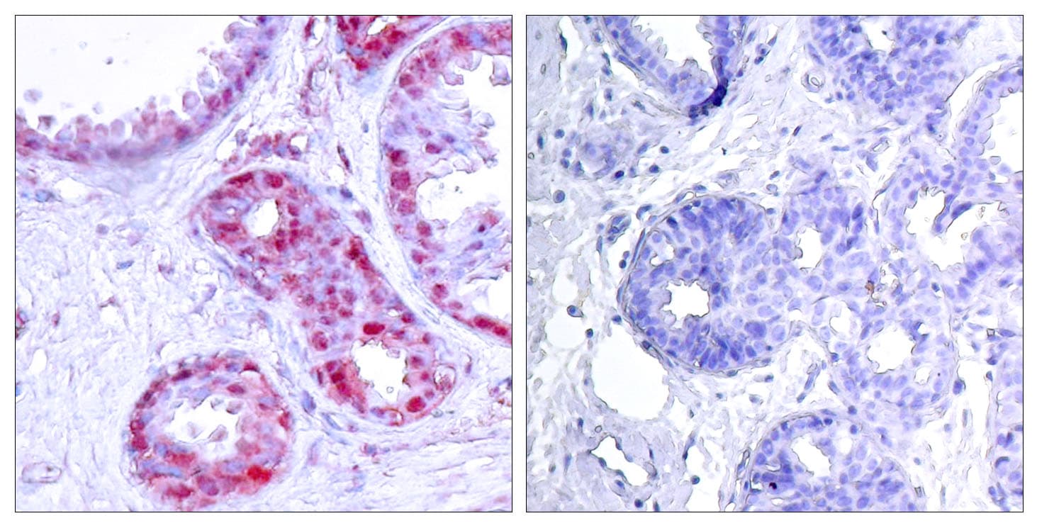 JUN / c-Jun Antibody (phospho-Ser243)