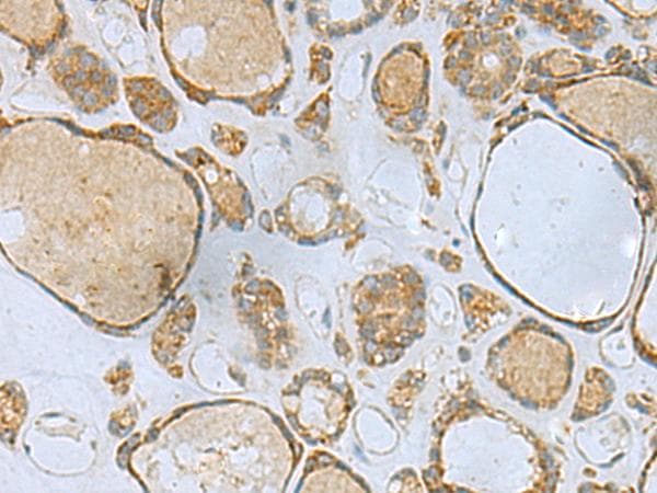 C16orf48 Antibody