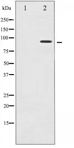 Polyclonal Rabbit anti-Human RPS6KA5 / MSK1 Antibody (phospho-Ser212, IHC, WB)