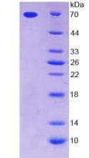 Human THPO / TPO / Thrombopoietin Protein (Recombinant His-GST)