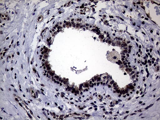 Monoclonal Mouse anti-Human CIAPIN1 / Anamorsin Antibody (clone OTI1A2, Carrier-free, aa97-312, IHC, WB)