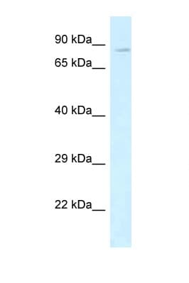 CD144 / CDH5 / VE Cadherin Antibody (aa279-328)