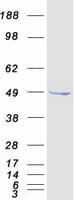Human SETD7 / SET7 Protein (Recombinant Myc-DDK (Flag))