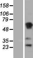RASSF1 / RASSF1A Protein (Over-Expression Lysate Myc-DDK (Flag))