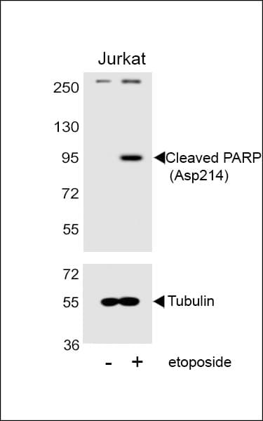 PARP1 Antibody