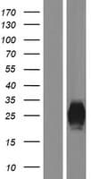 PLA2G2F Protein (Over-Expression Lysate Myc-DDK (Flag))
